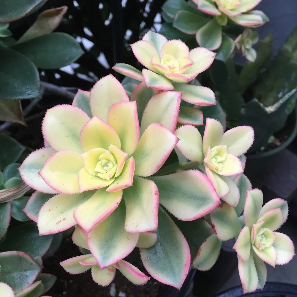 Kiwi Succulents Plant 🪴